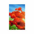 POSTER MOHNBLUME AUF DER WIESE - BLUMEN - POSTER