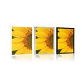 POSTER GELBE SONNENBLUME - BLUMEN - POSTER