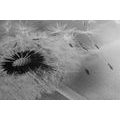 CANVAS PRINT MAGICAL DANDELION IN BLACK AND WHITE - BLACK AND WHITE PICTURES - PICTURES