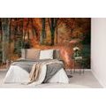 WALL MURAL FOREST IN AUTUMN - WALLPAPERS NATURE - WALLPAPERS