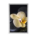 POSTER ZEN STONES WITH A YELLOW ORCHID - FENG SHUI - POSTERS