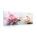 CANVAS PRINT ORCHID FLOWERS - PICTURES FLOWERS - PICTURES