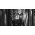 CANVAS PRINT DEER IN THE FOREST IN BLACK AND WHITE - BLACK AND WHITE PICTURES - PICTURES