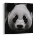 WANDBILD PANDA AUF SCHWARZEM HINTERGRUND - BILDER TIERE - BILDER