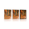 POSTER FOREST IN AUTUMN - NATURE - POSTERS