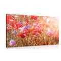 CANVAS PRINT POPPY SOAKED IN SUNLIGHT - PICTURES FLOWERS - PICTURES