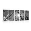 5-PIECE CANVAS PRINT FIELD GRASS IN BLACK AND WHITE - BLACK AND WHITE PICTURES - PICTURES