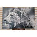 CANVAS PRINT AFRICAN LION IN BLACK AND WHITE - BLACK AND WHITE PICTURES - PICTURES