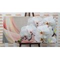 WANDBILD WEISSE ORCHIDEE AUF LEINWAND - BILDER BLUMEN - BILDER