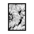 POSTER DAHLIA FLOWERS IN BLACK AND WHITE - BLACK AND WHITE - POSTERS