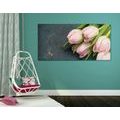 CANVAS PRINT PASTEL PINK TULIPS - PICTURES FLOWERS - PICTURES