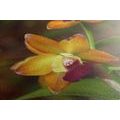TABLEAU SUR TOILE – ORCHIDÉE ORANGE - TABLEAUX DE FLEURS - TABLEAUX