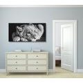 CANVAS PRINT OF A CUTE LION IN BLACK AND WHITE - BLACK AND WHITE PICTURES - PICTURES