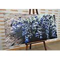 CANVAS PRINT LAVENDER BOUQUET - PICTURES FLOWERS - PICTURES