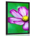 AFFICHE JARDIN COSMOS FLEUR - FLEURS - AFFICHES