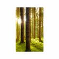 POSTER SONNIGER MORGEN IM WALD - NATUR - POSTER