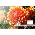 PAPIER PEINT DAHLIA ORANGE - PAPIER PEINT FLEURS - PAPIER PEINT