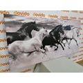 CANVAS PRINT HERD OF HORSES IN BLACK AND WHITE - BLACK AND WHITE PICTURES - PICTURES