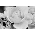 CANVAS PRINT FULL OF ROSES IN BLACK AND WHITE - BLACK AND WHITE PICTURES - PICTURES