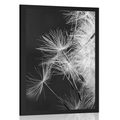 POSTER DETAIL OF A DANDELION IN BLACK AND WHITE - BLACK AND WHITE - POSTERS