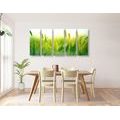 5-PIECE CANVAS PRINT GRASS BLADES IN GREEN DESIGN - PICTURES OF NATURE AND LANDSCAPE - PICTURES