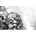 SELF ADHESIVE WALLPAPER CARNATION IN BLACK AND WHITE - SELF-ADHESIVE WALLPAPERS - WALLPAPERS