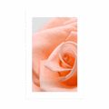 POSTER MIT PASSEPARTOUT ROSE IM PFIRSICHTON - BLUMEN - POSTER