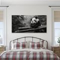 WANDBILD RUHIGER PANDA IN DER NATUR - BILDER TIERE - BILDER