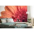 WALL MURAL GERBERA WITH DROPS OF WATER - WALLPAPERS FLOWERS - WALLPAPERS
