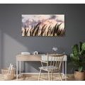 CANVAS PRINT GRASS AT SUNSET - PICTURES OF NATURE AND LANDSCAPE - PICTURES