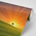 SELF ADHESIVE WALLPAPER TREE ON THE MEADOW - SELF-ADHESIVE WALLPAPERS - WALLPAPERS