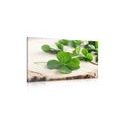 CANVAS PRINT OF GREEN FOUR-LEAF CLOVERS - STILL LIFE PICTURES - PICTURES