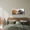 OBRAZ HARMONIE DOMÁCÍCH MAZLÍČKŮ - OBRAZY ZVÍŘAT - OBRAZY