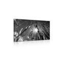 CANVAS PRINT FIELD GRASS IN BLACK AND WHITE - BLACK AND WHITE PICTURES - PICTURES