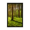 POSTER MORNING IN THE FOREST - NATURE - POSTERS
