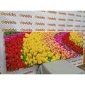 WANDBILD BUNTE TULPEN - BILDER BLUMEN - BILDER