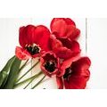 CANVAS PRINT BLOOMING RED TULIPS - PICTURES FLOWERS - PICTURES