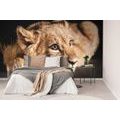 WALL MURAL LION CUB - WALLPAPERS ANIMALS - WALLPAPERS