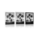 POSTER COCONUT TREES ON THE BEACH IN BLACK AND WHITE - BLACK AND WHITE - POSTERS