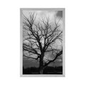POSTER BLACK AND WHITE TREE ON THE MEADOW - BLACK AND WHITE - POSTERS