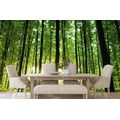 SELF ADHESIVE WALL MURAL FRESHNESS OF THE FOREST - SELF-ADHESIVE WALLPAPERS - WALLPAPERS