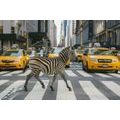 TABLOU ZEBRA ÎN NEW YORK - DOVIDO CHALLENGE - TABLOURI