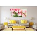 CANVAS PRINT TULIPS WITH A SPRING TOUCH - PICTURES FLOWERS - PICTURES