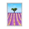 POSTER LAVENDER FIELD - NATURE - POSTERS