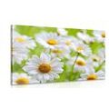 CANVAS PRINT SPRING MEADOW FULL OF FLOWERS - PICTURES FLOWERS - PICTURES