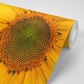 CARTA DA PARATI GIRASOLE GIALLO - FIORI DI CARTA DA PARATI - CARTA DA PARATI