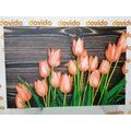 CANVAS PRINT CHARMING ORANGE TULIPS ON A WOODEN BACKGROUND - PICTURES FLOWERS - PICTURES