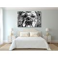 CANVAS PRINT BULLDOG IN BLACK AND WHITE - BLACK AND WHITE PICTURES - PICTURES