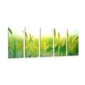 5-PIECE CANVAS PRINT GRASS BLADES IN GREEN DESIGN - PICTURES OF NATURE AND LANDSCAPE - PICTURES