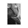 POSTER BEAUTIFUL DANDELION IN BLACK AND WHITE - BLACK AND WHITE - POSTERS